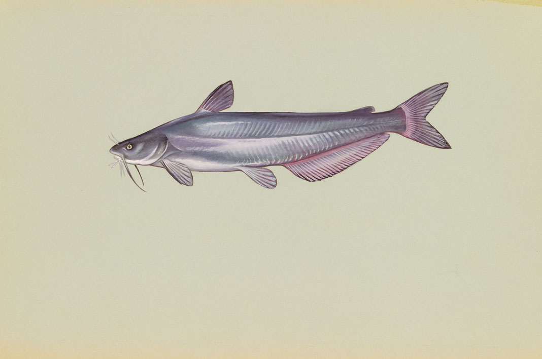 Blue Catfish Source: Raver, Duane. http://images.fws.gov. U.S. Fish and Wildlife Service.