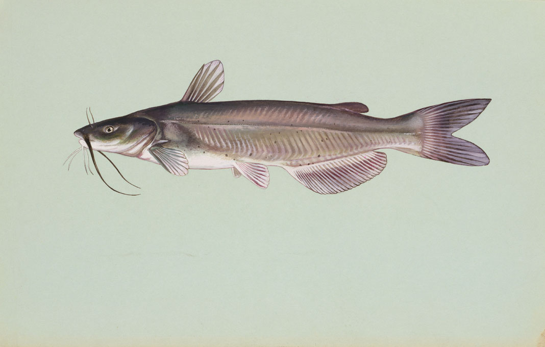 Channel Catfish Source: Raver, Duane. http://images.fws.gov. U.S. Fish and Wildlife Service.