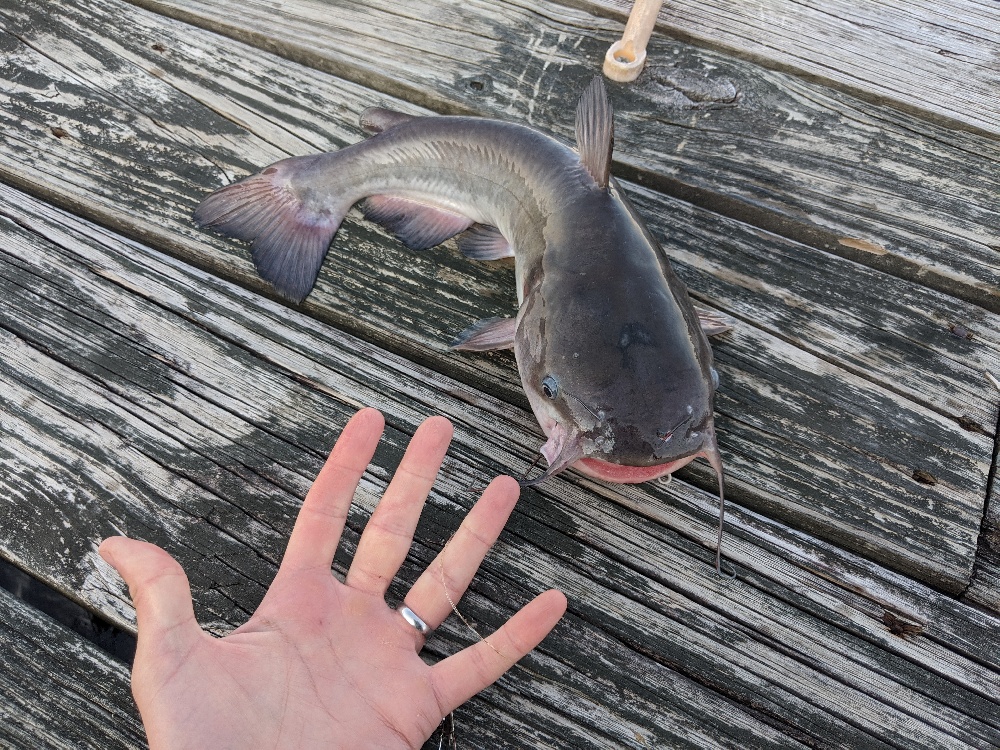 Outer Banks Catfish
