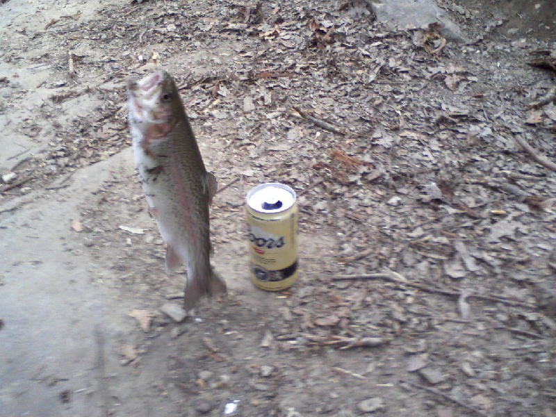 fish and beer