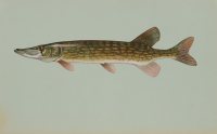 Chain Pickerel