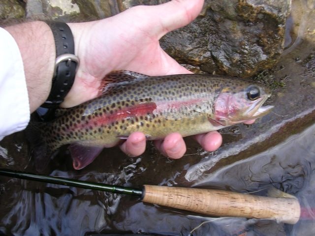 Little Stoney Rainbow