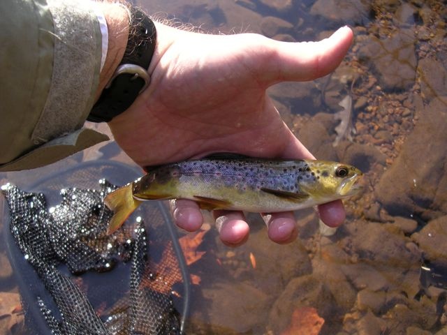 Big Stoney Brown near Ronceverte