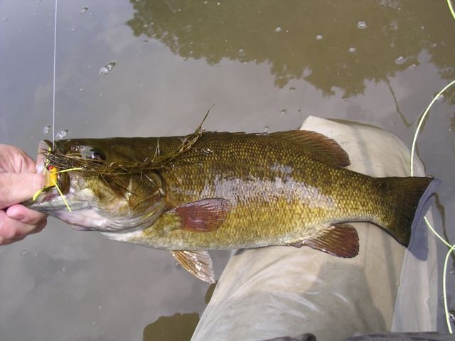 New River Smallie near Athens