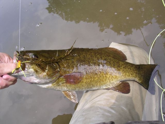 New River Smallie near Oakvale