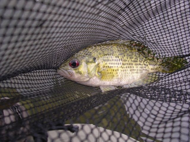 New River Redeye near Montcalm