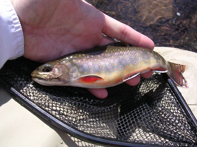 Brookie near Union