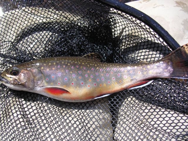 Brookie near Union