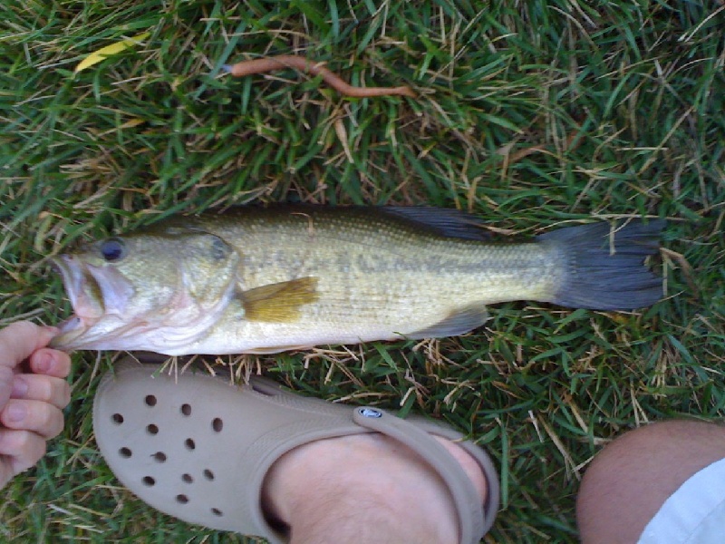 Wyndham Largemouth