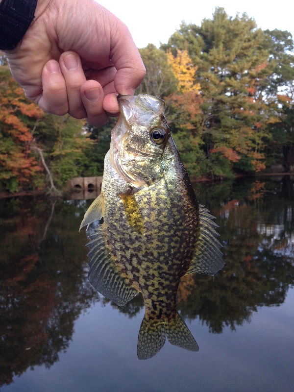 Crappies