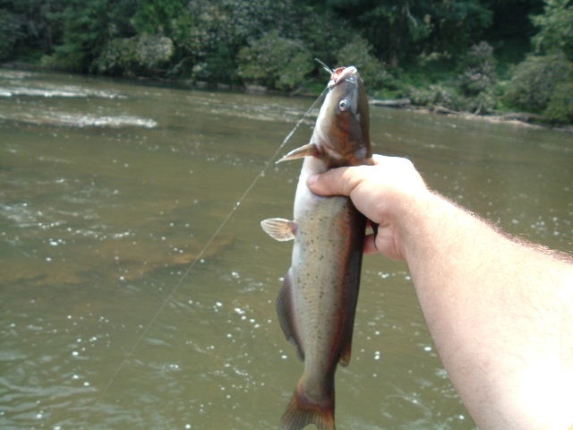 New river cat near Hinton