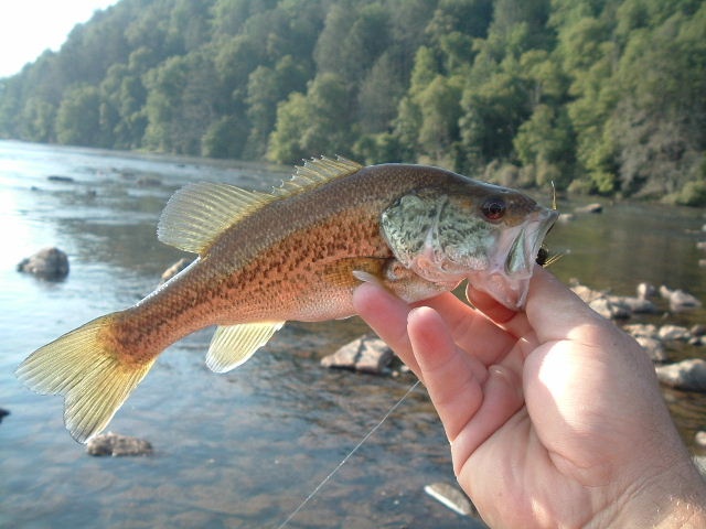 New river  near Peterstown