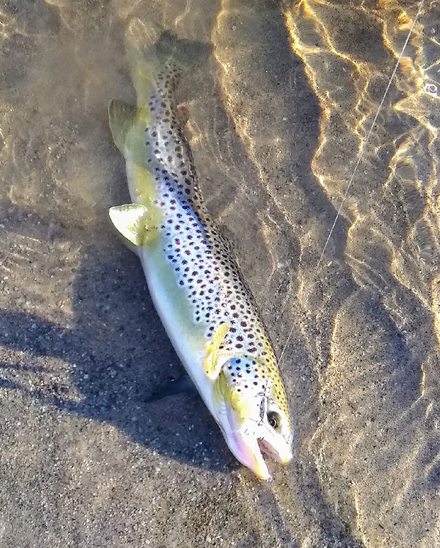 Brown Trout