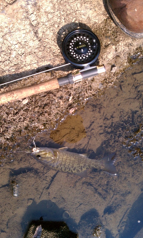 2nd Smallmouth near Ranson