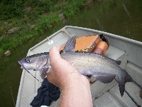 Mountwood state park lake Fishing Report