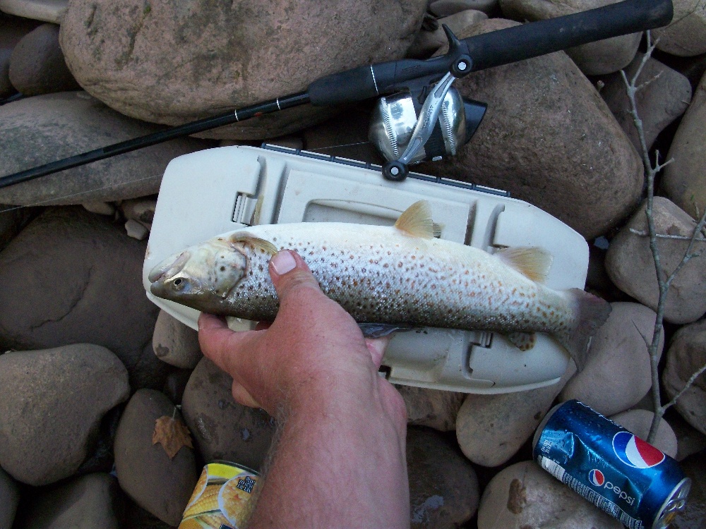 brown trout near Huttonsville