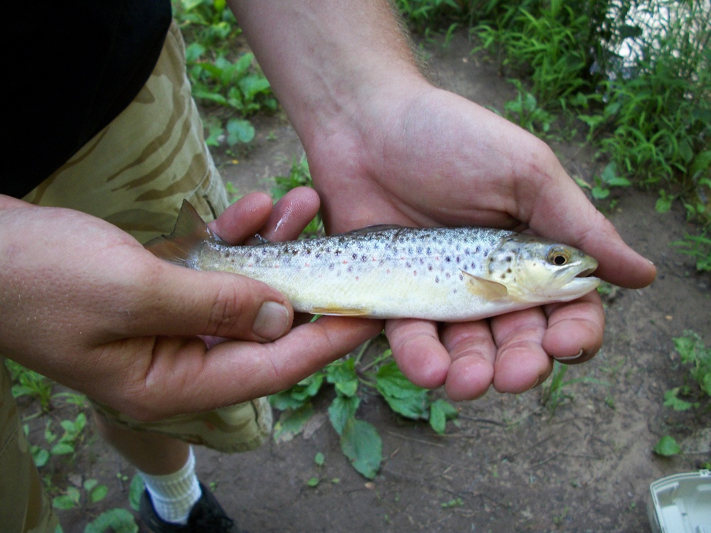 small brown trout near Womelsdorf (Coalton)