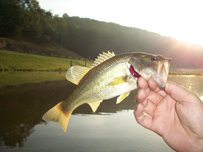 largemouth Bass near Mineralwells