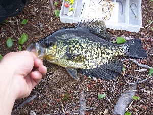 massbass
