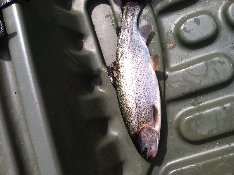 Canobie Lake Rainbow Trout