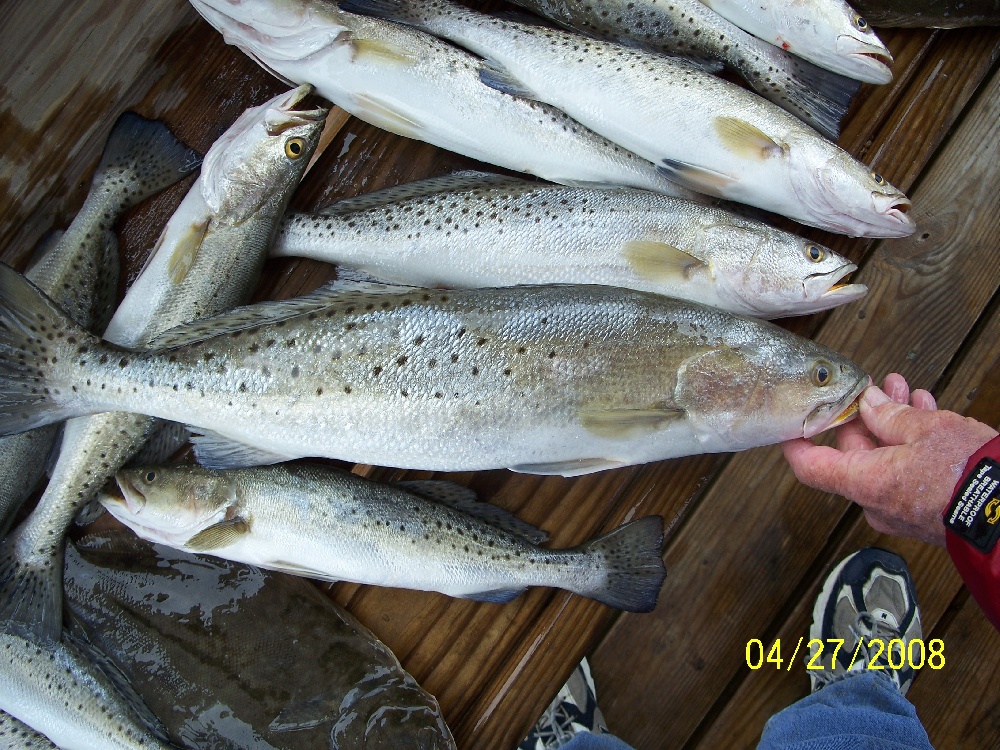 Speckled Trout