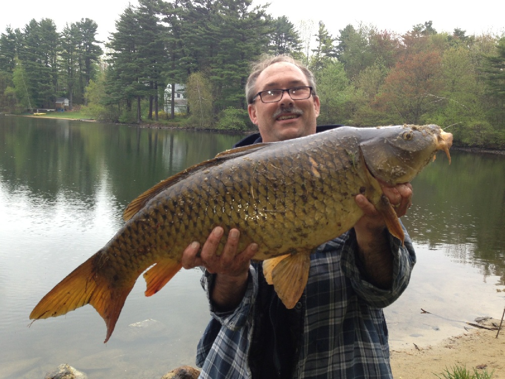 common carp